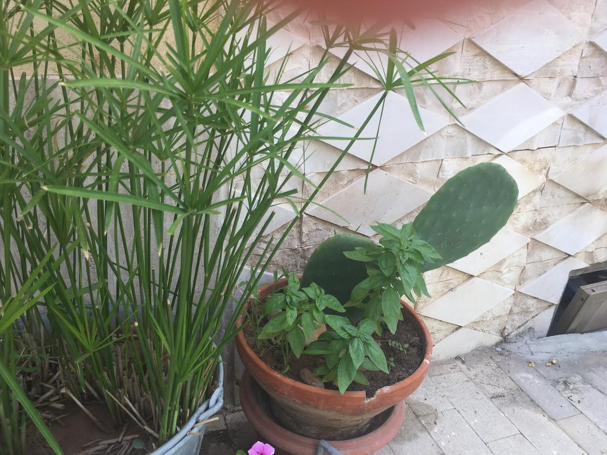 Casa Vacanze Le Rose Marina di Ragusa Exteriér fotografie